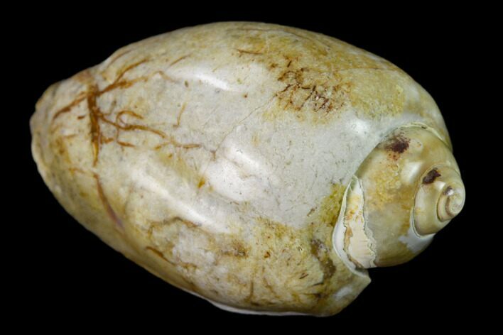 Polished, Chalcedony Replaced Gastropod Fossil - India #133531